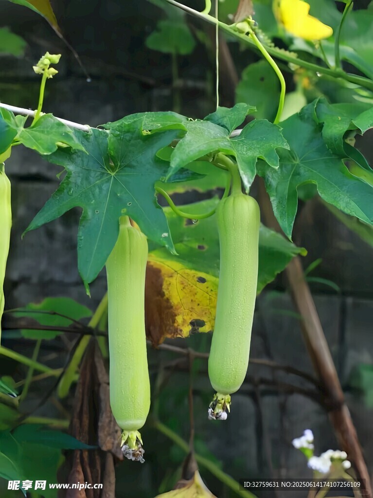 藤蔓上的鮮嫩絲瓜