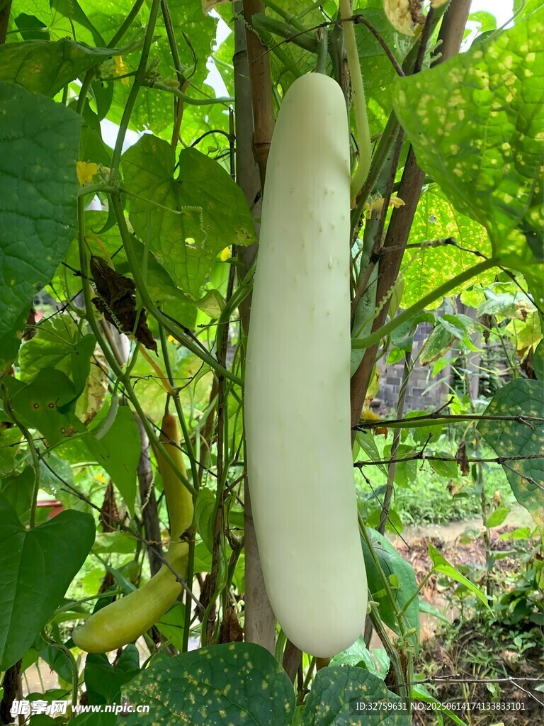 藤蔓上的白胖絲瓜