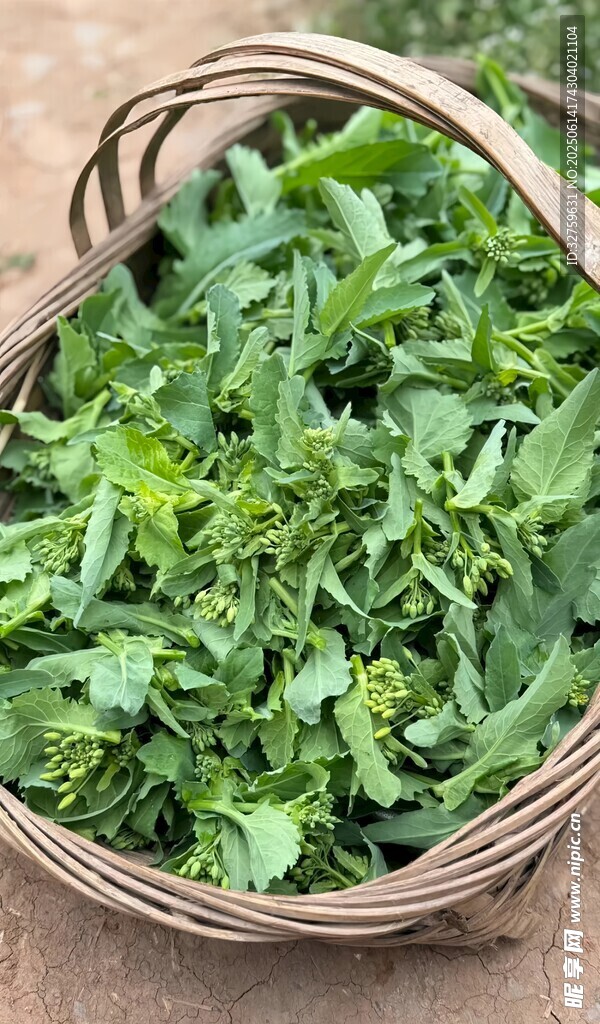 竹籃中的鮮嫩綠色蔬菜