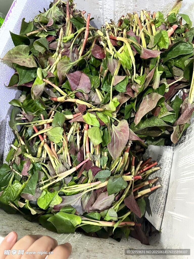 新鮮紫背菜待售