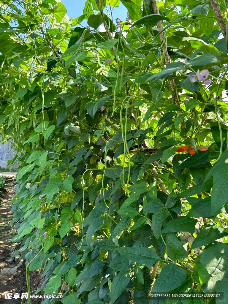繁茂辣椒植株綠意盎然