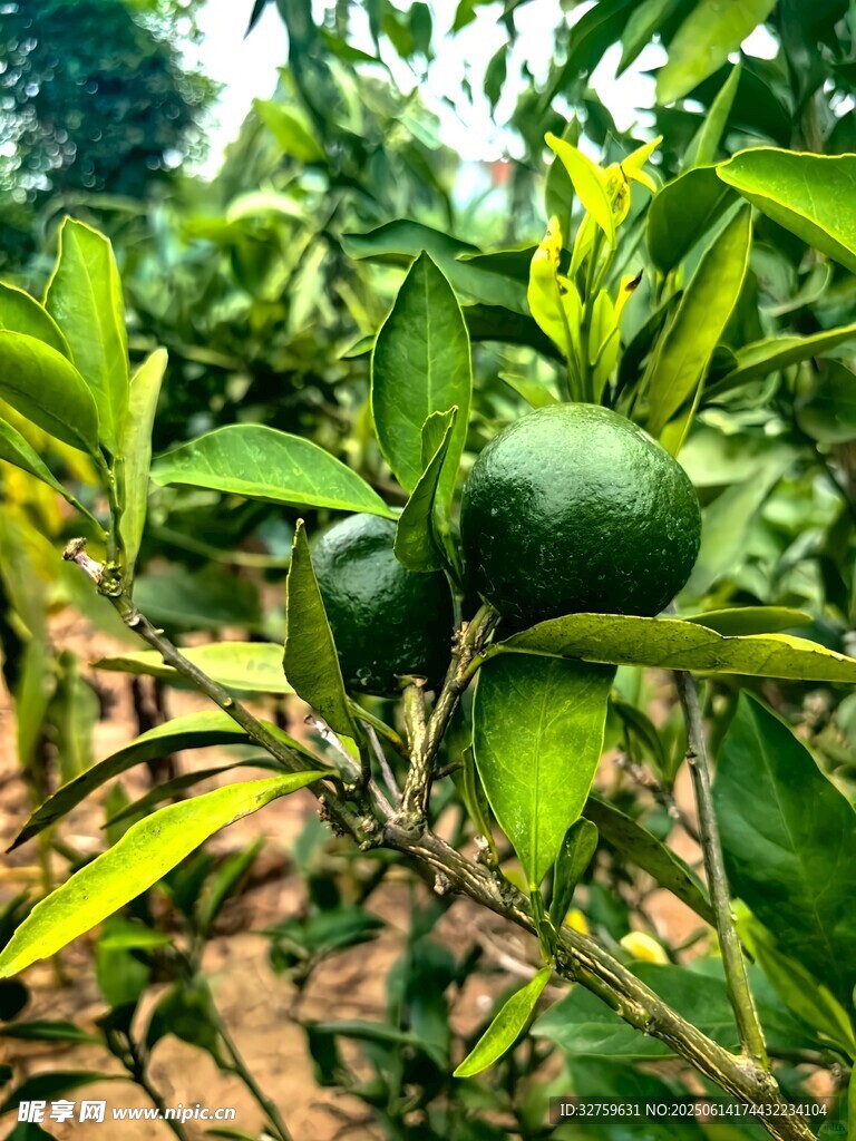 果園中的青綠色柑橘果實