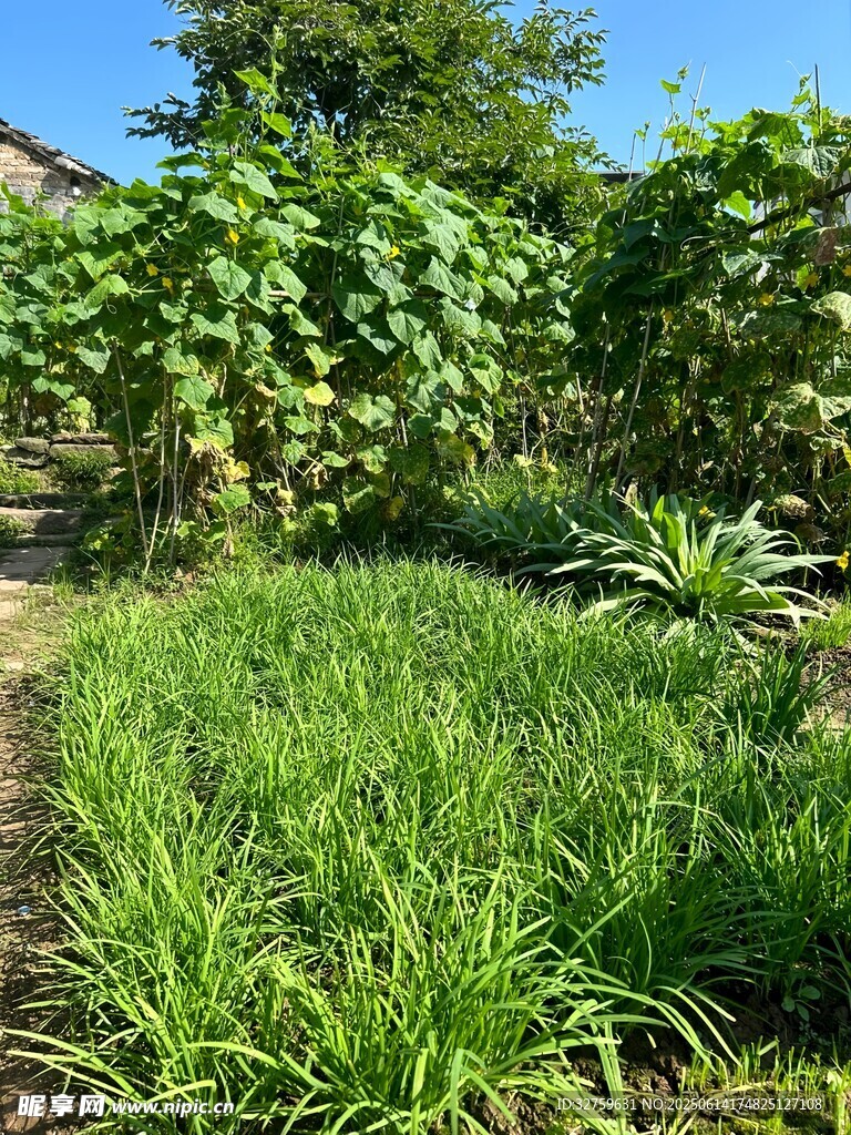 綠意盎然的庭院植物景觀