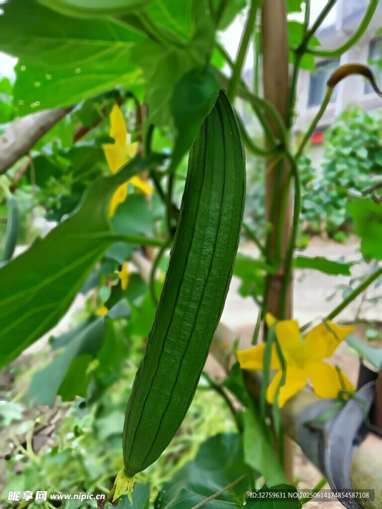 藤蔓上的黃色黃瓜花