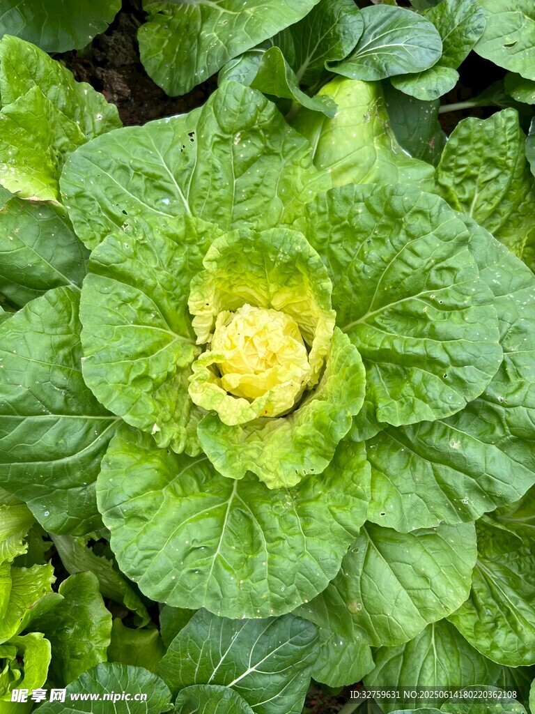 鮮嫩白菜特寫