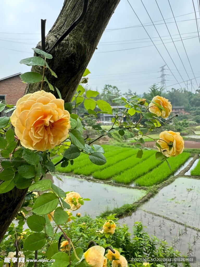 田園間綻放的金黃花朵