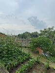 田園菜園風光
