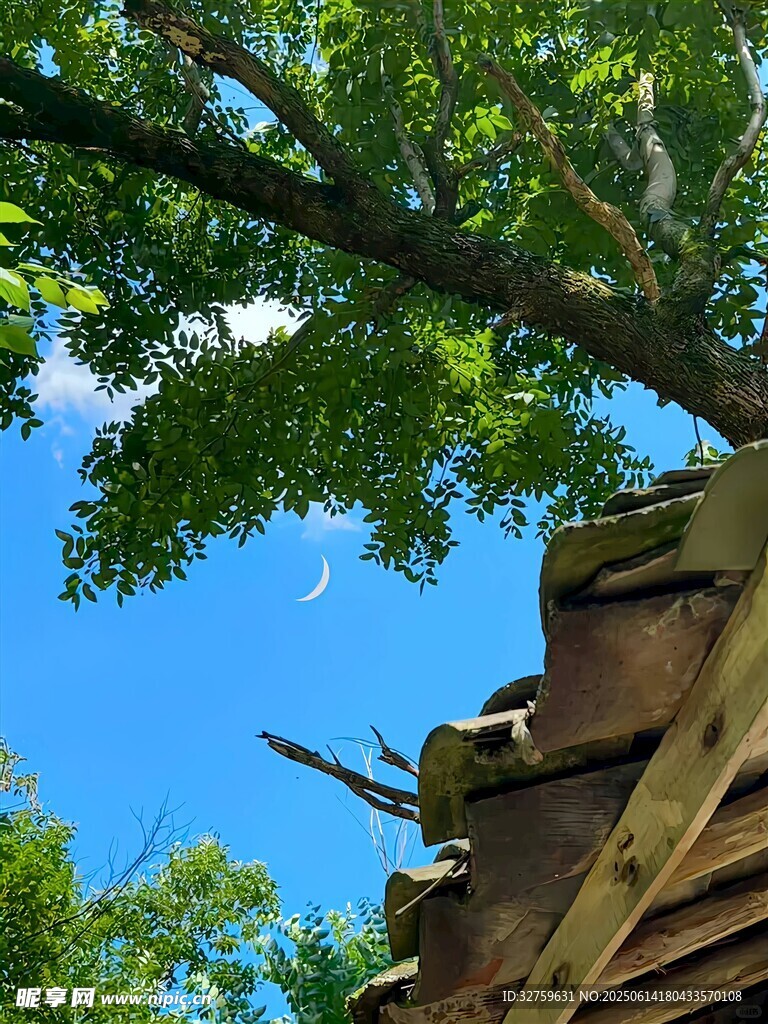 屋頂上的綠樹藍天景致
