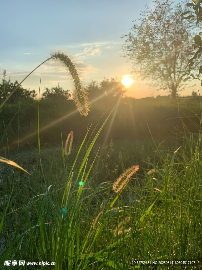 夕陽下的草地與搖曳草穗