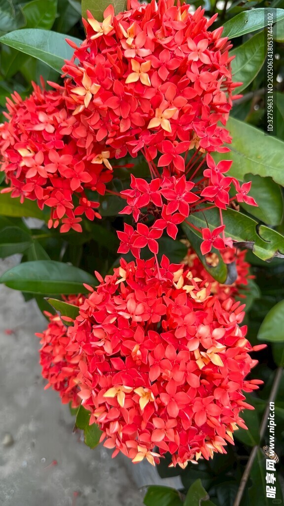 鮮艷紅色龍船花綻放