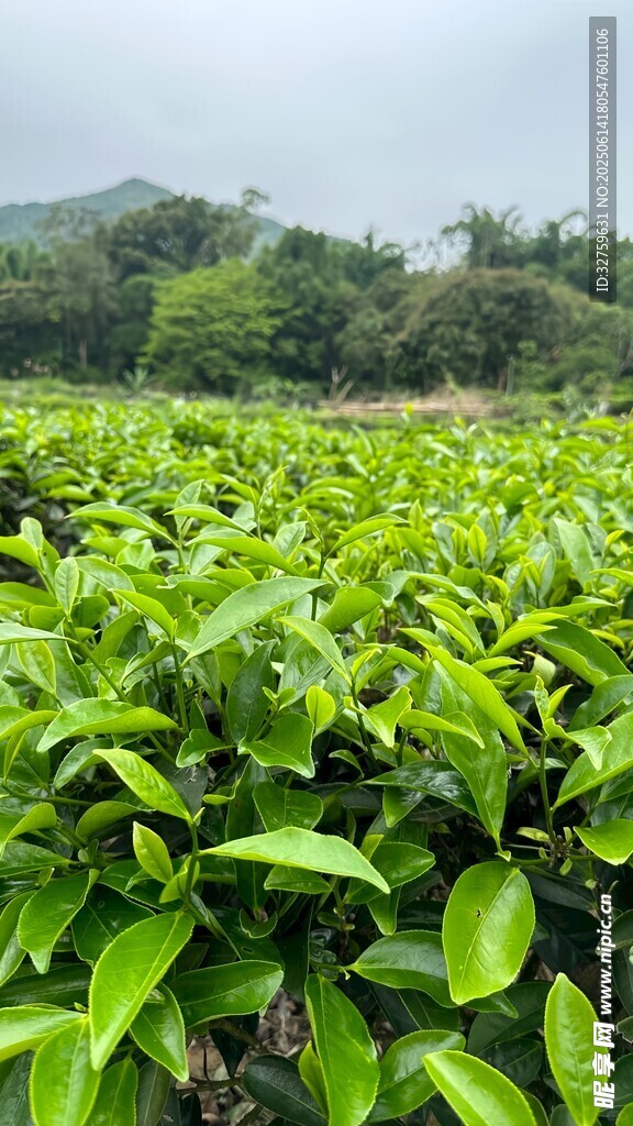 翠綠茶園生機盎然
