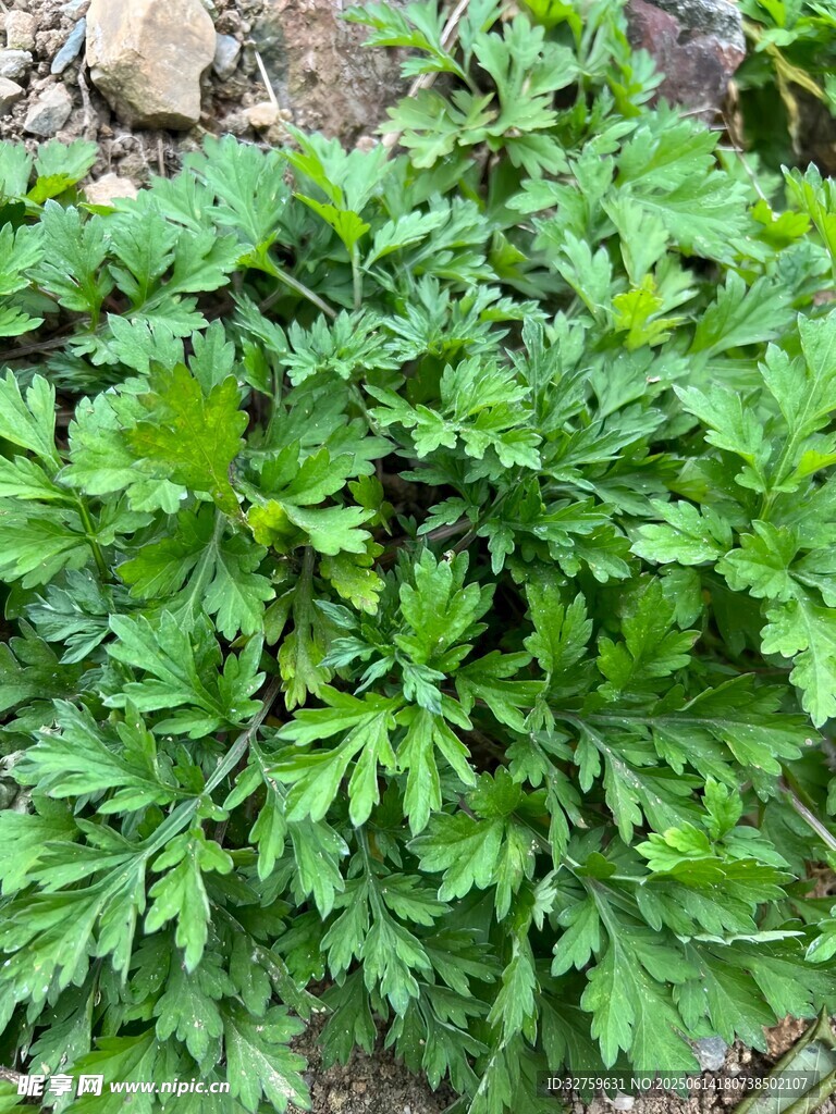 鮮嫩艾草植株