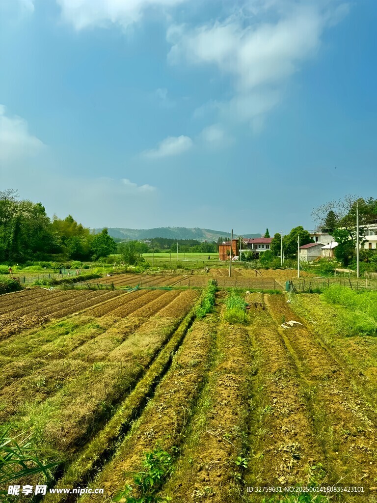 田園風光中的整齊農田