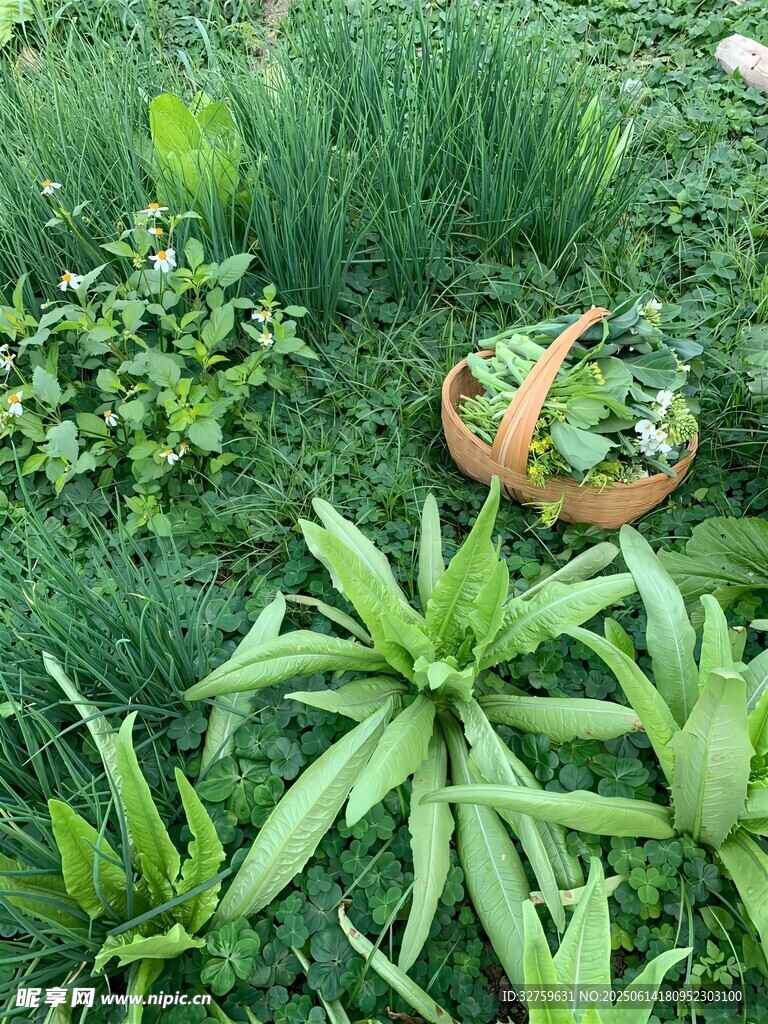 多彩綠植裝點的生機角落