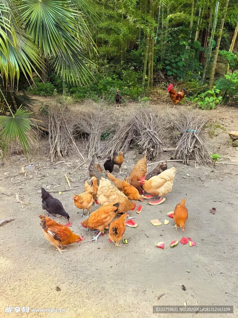 庭院中覓食的多彩雞群