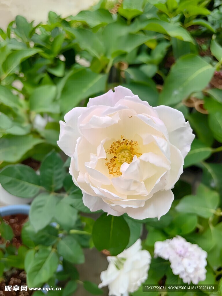 白色綻放玫瑰