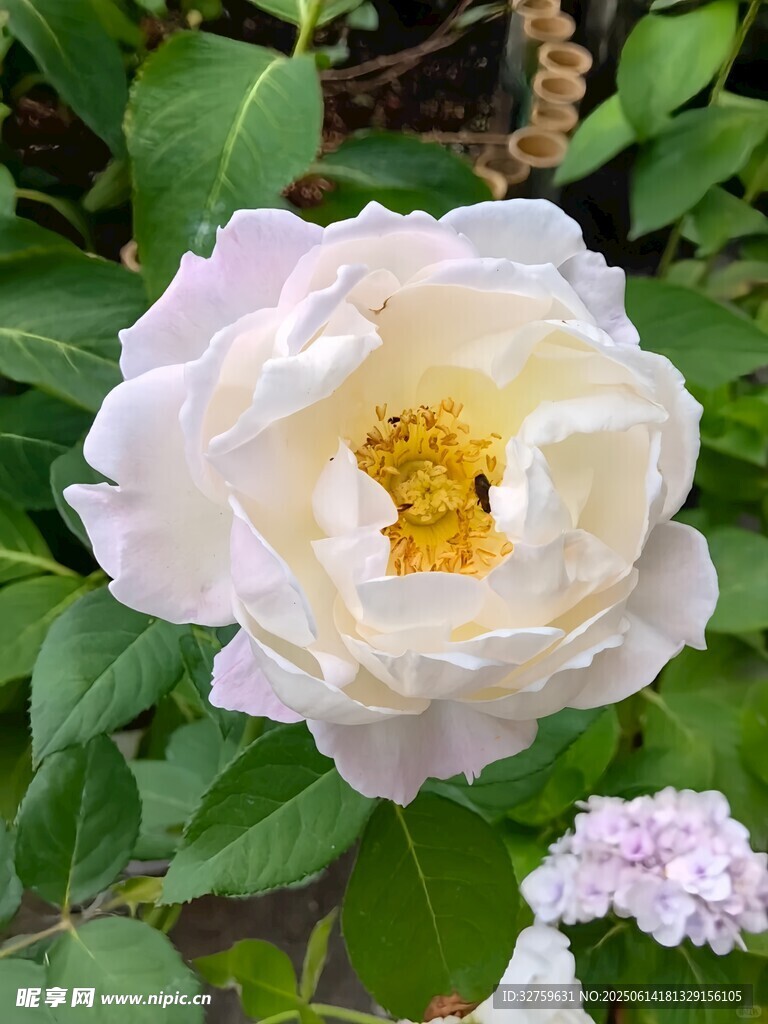 白色嬌艷盛開的美麗花朵