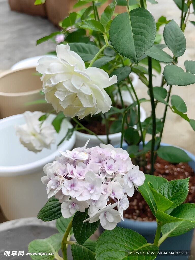 盆栽花卉清新雅致之景