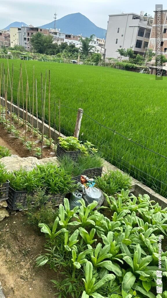 田園風光中的農田與綠植