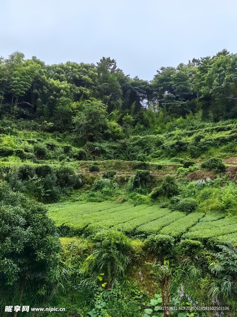 綠意盎然的梯田景觀