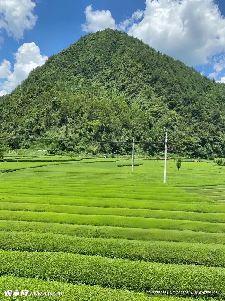 翠綠茶園與遠山藍天美景
