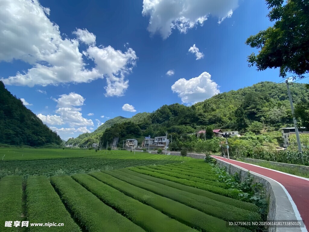 山間茶園美景