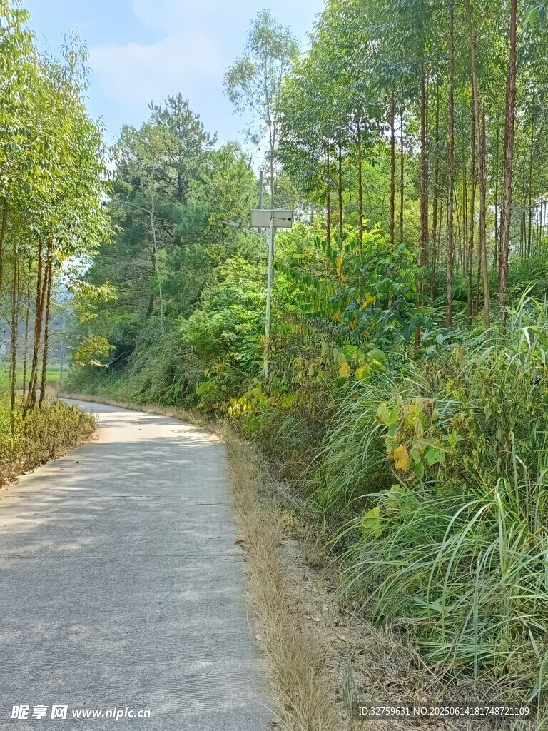 林間幽靜小路綠意盎然