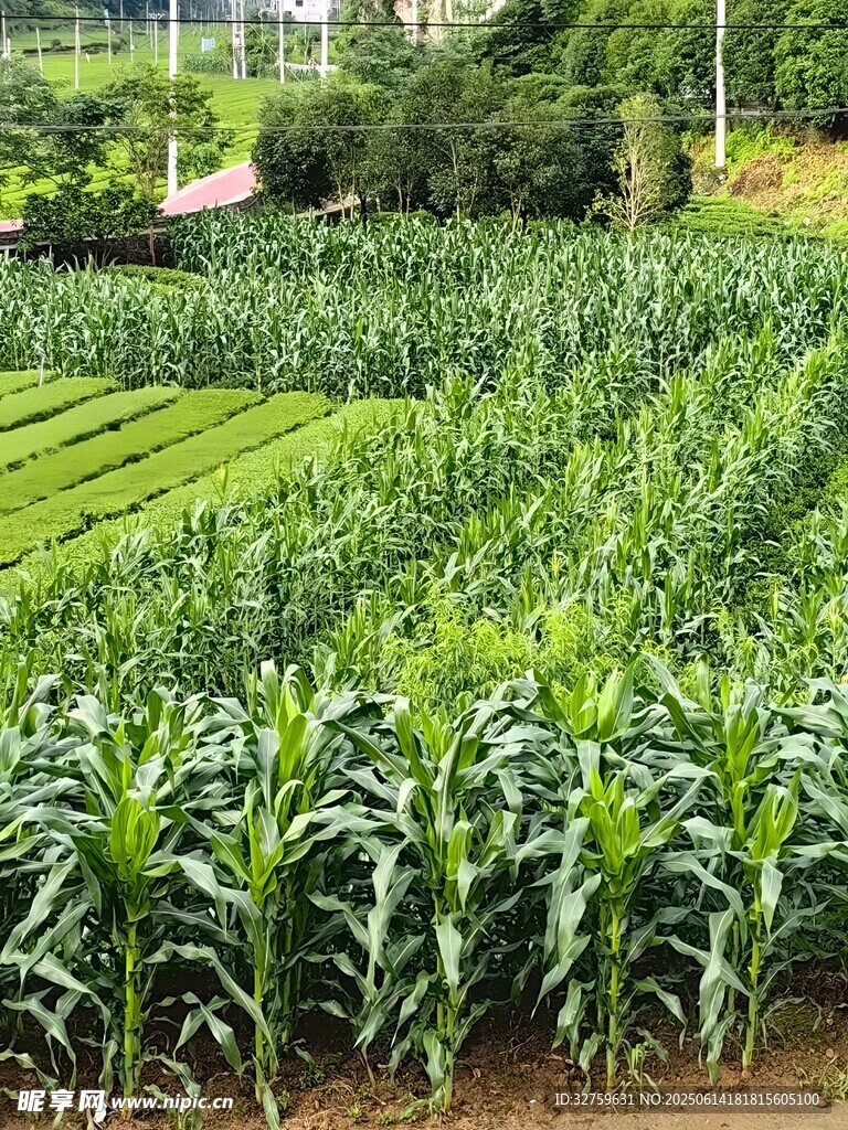 田園間的玉米與綠植景觀