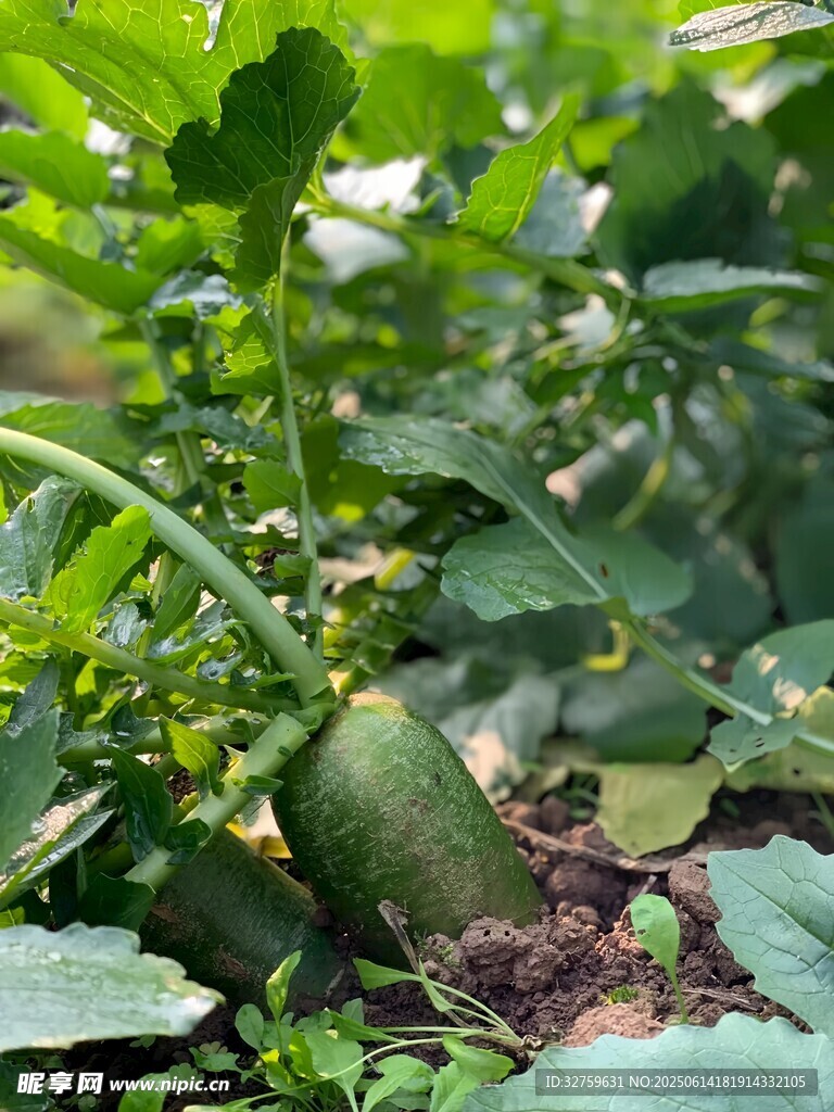 菜園中的鮮嫩蘿卜
