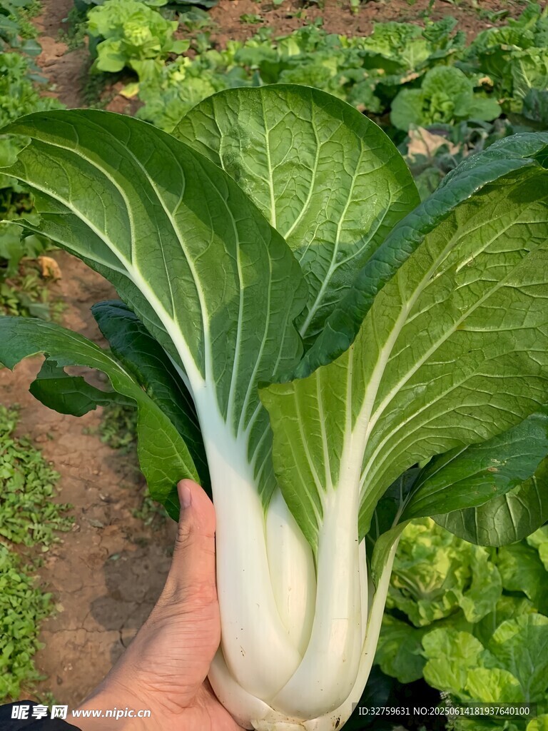 新鮮小白菜葉片翠綠飽滿