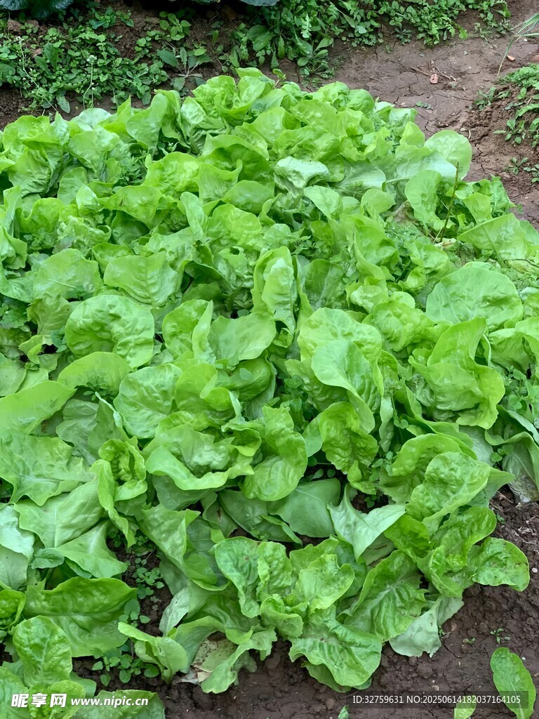 鮮嫩生菜生長在田園間