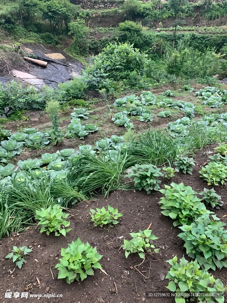 田園蔬菜種植景觀