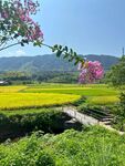 田園風光中的爛漫繁花