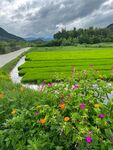 田園風光中的多彩田野小徑