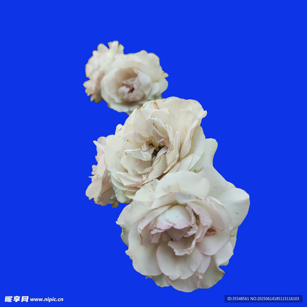白色月季
