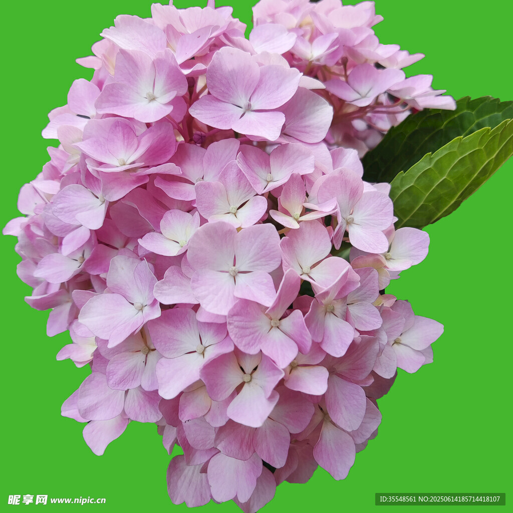 粉色花蕊