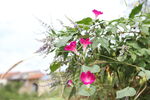 喇叭花 牽?；?  title=