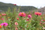 田野中的絢爛花卉