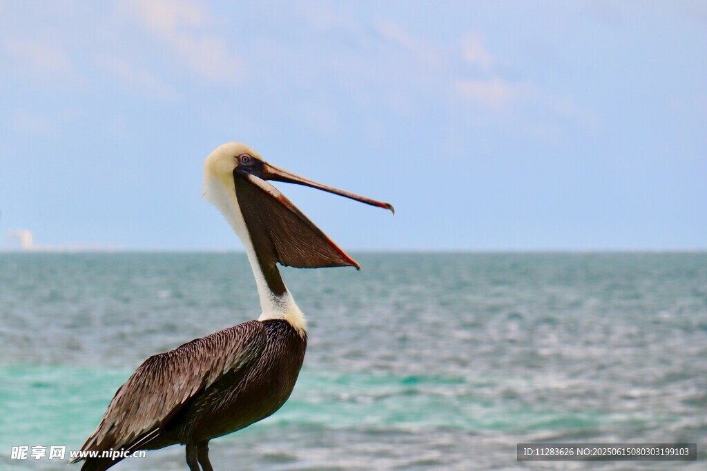 海邊鵜鶘特寫