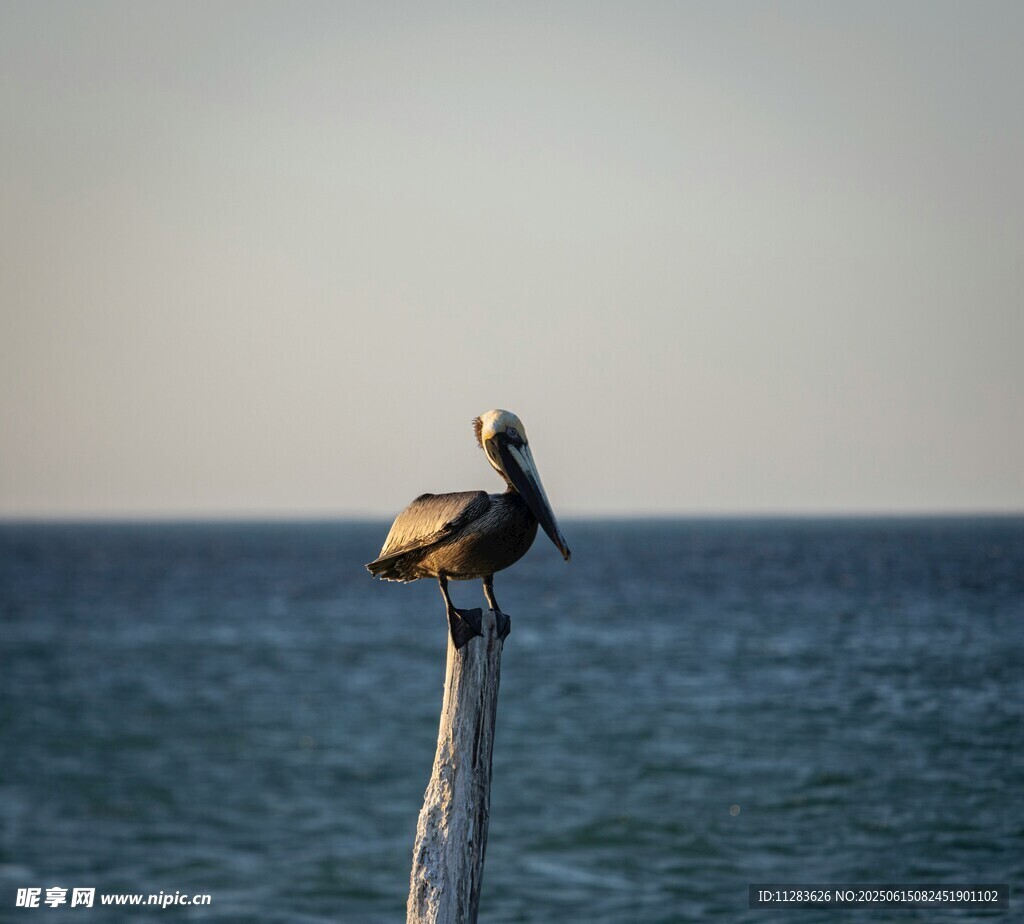 海鳥立于木樁眺望大海