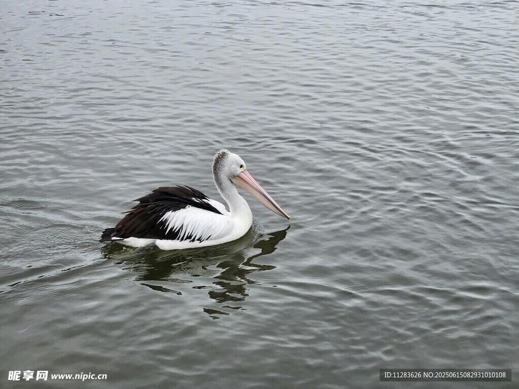 水中鵜鶘