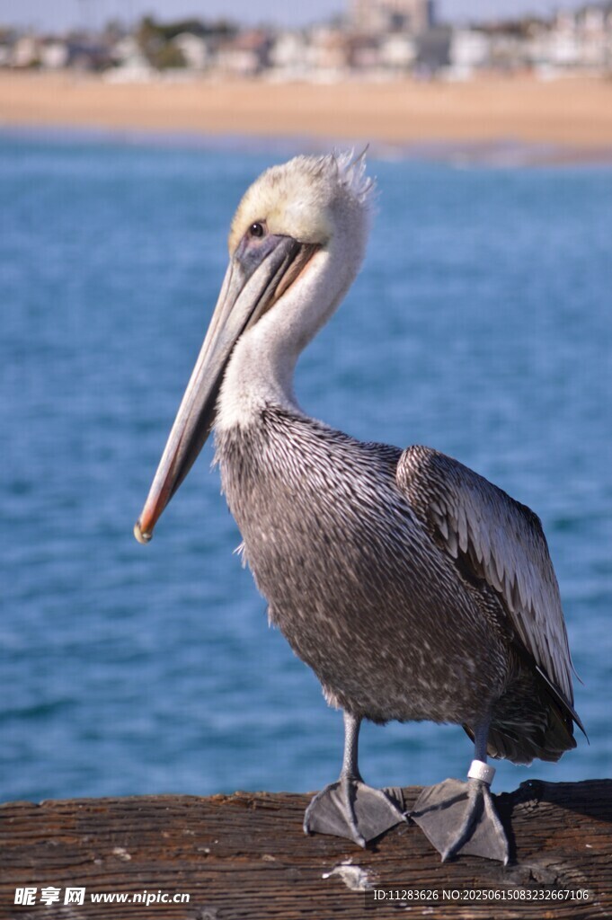 海邊鵜鶘站立特寫
