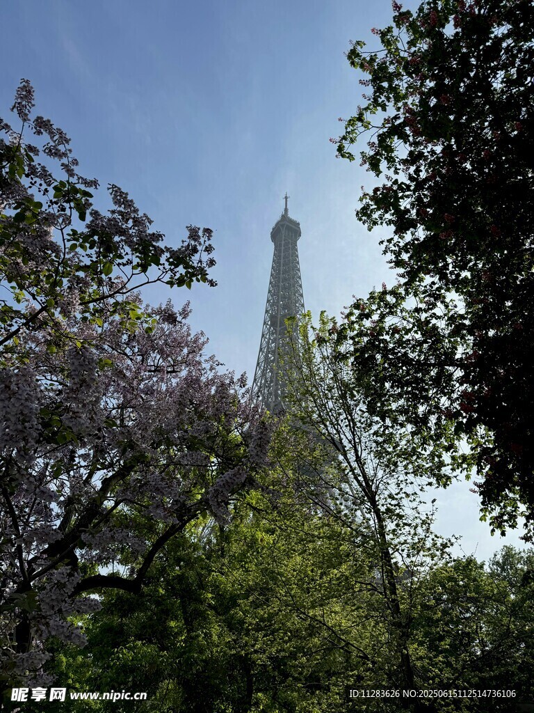 透過繁花看埃菲爾鐵塔