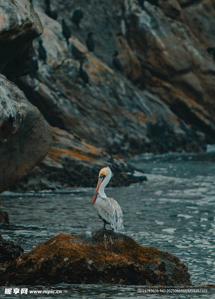 巖石上的海鳥