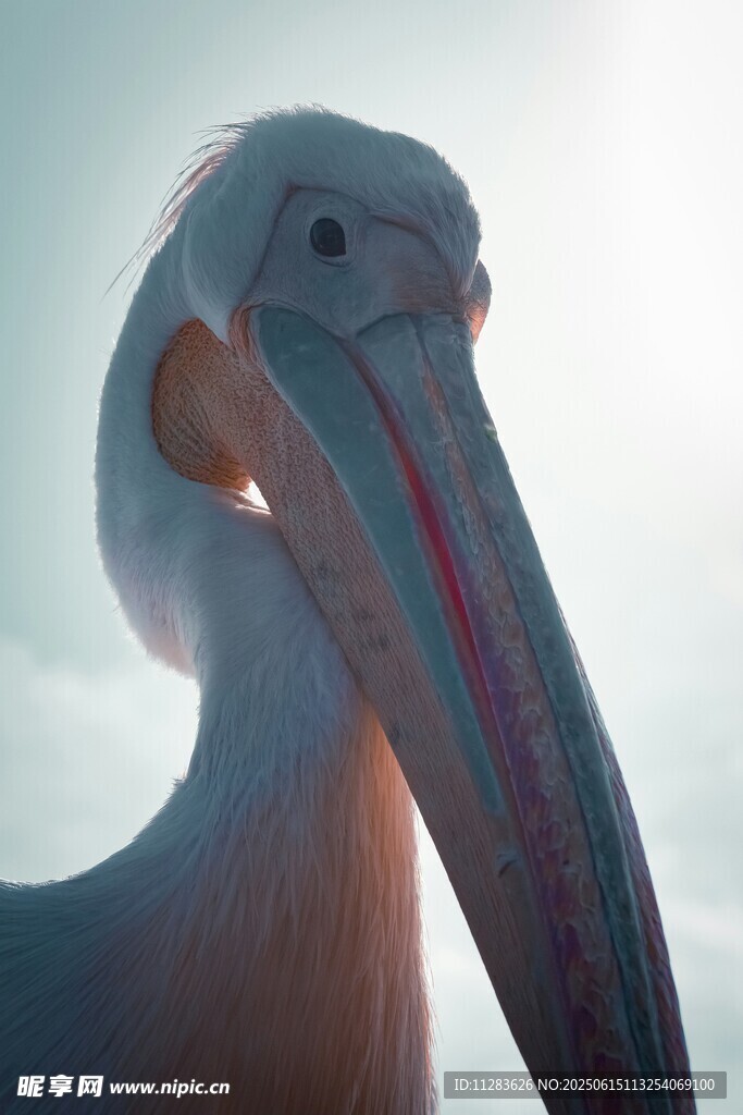 鵜鶘特寫