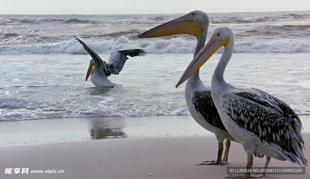海灘上的鵜鶘與飛翔海鳥