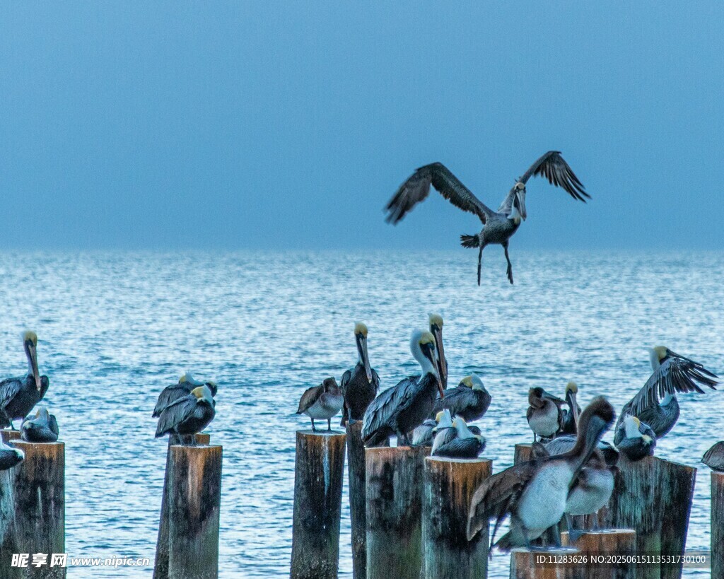 海邊木樁上的群鳥與飛鳥