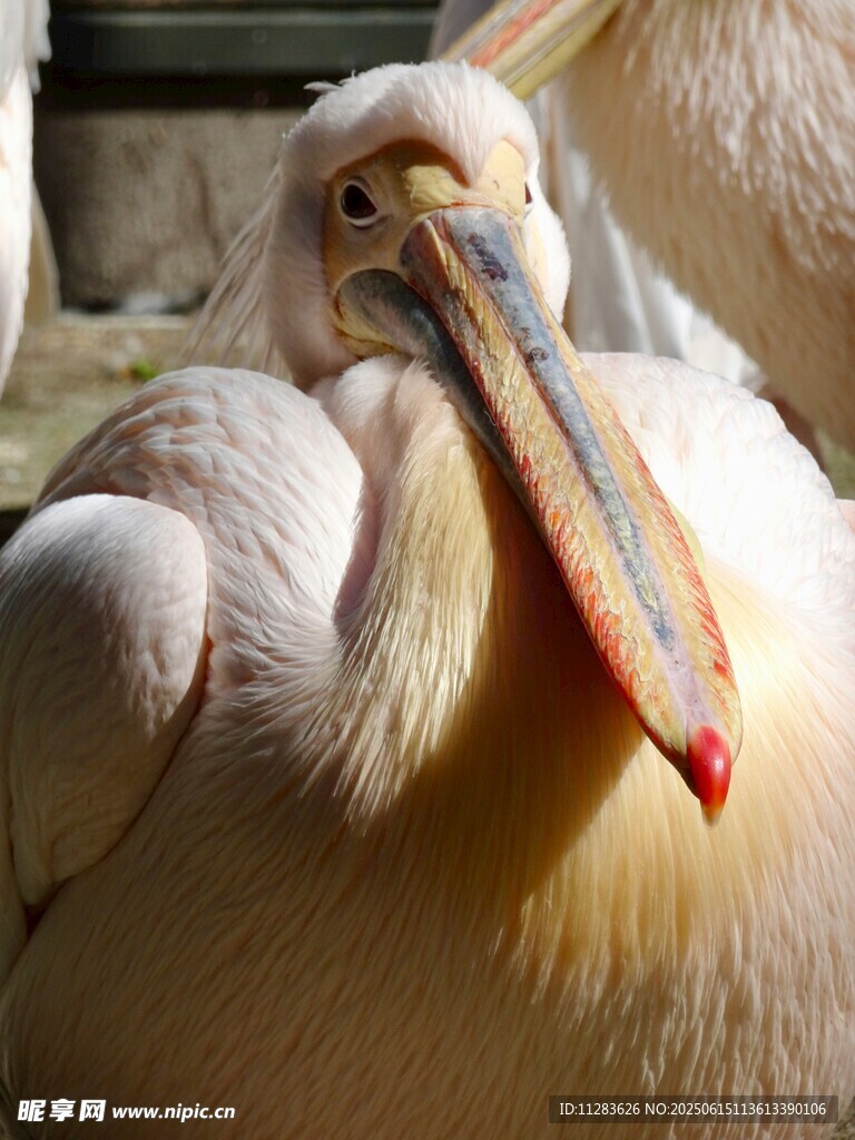 鵜鶘特寫