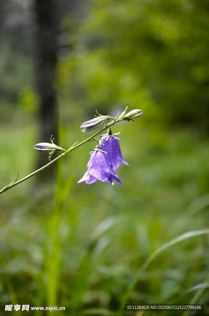 紫色風鈴花綻放于綠野