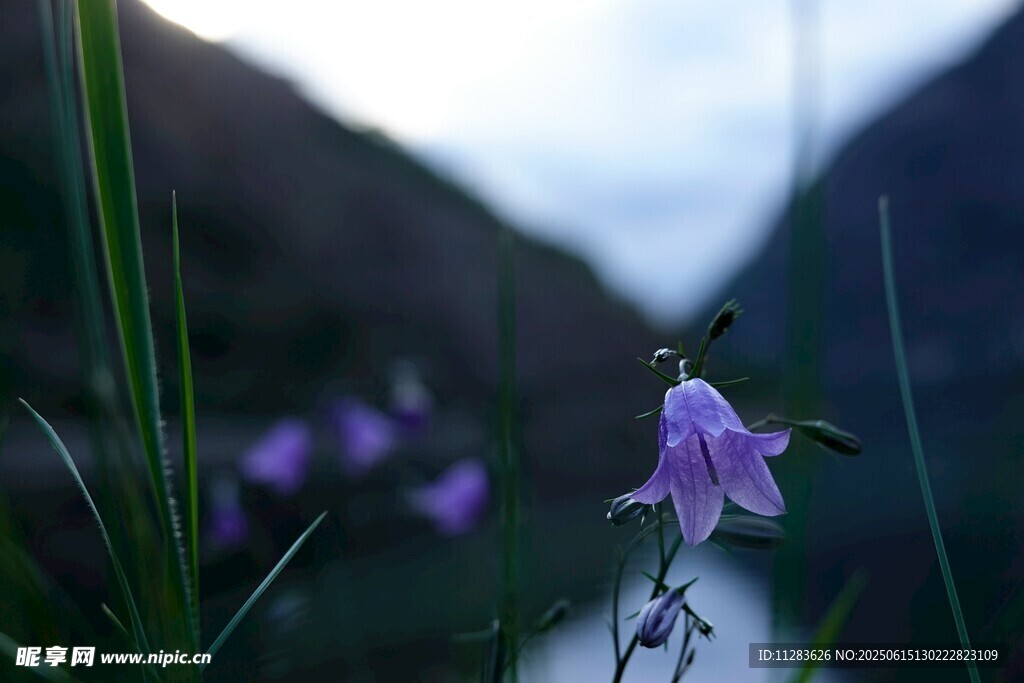 溪邊綻放的紫色風鈴花